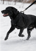 No-Pull Adventure Harness