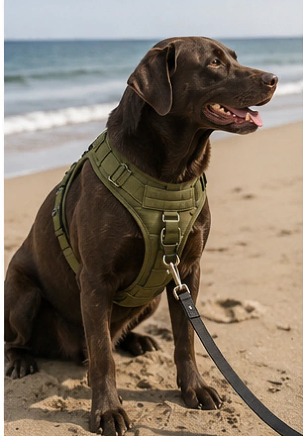 Tailova Adventure Harness
